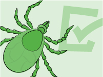 Illustration of a tick